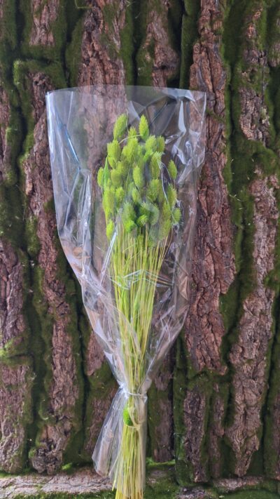 PHALARIS VERDE CHIARO