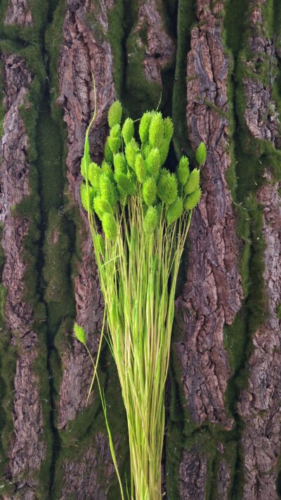 PHALARIS VERDE CHIARO