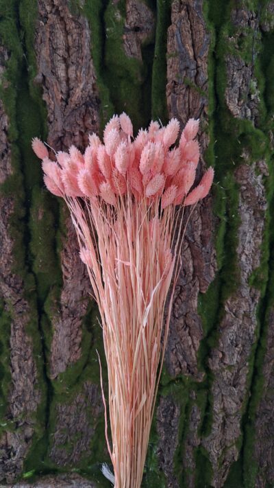PHALARIS ROSA
