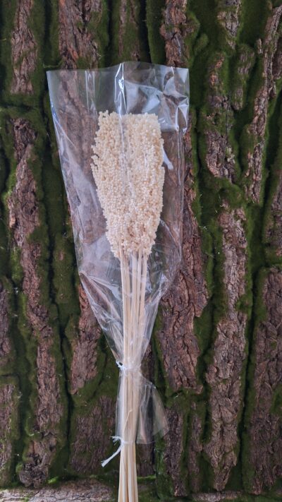 SORGO BIANCO