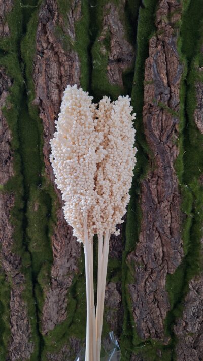 SORGO BIANCO