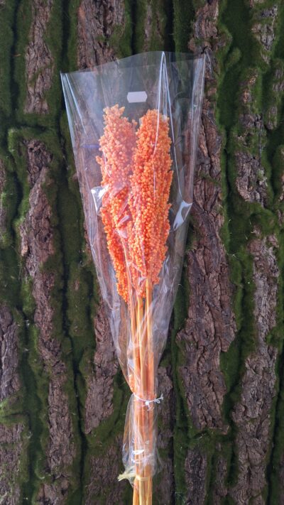 SORGO ARANCIO