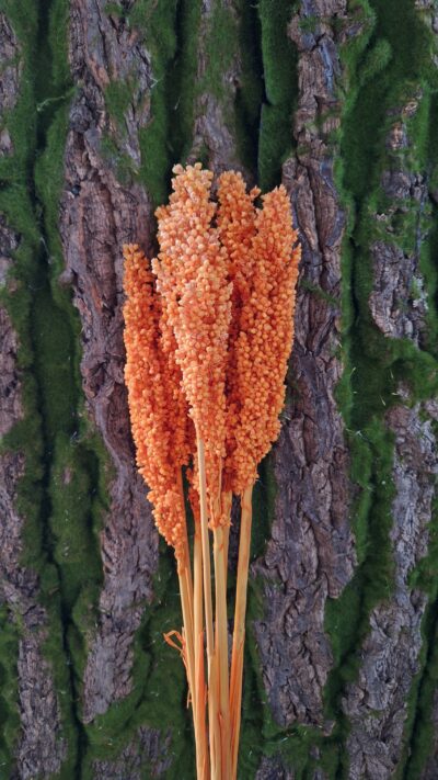 SORGO ARANCIO