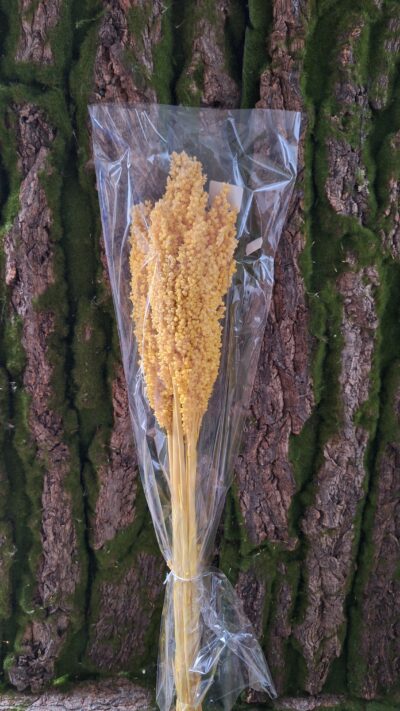 SORGO GIALLO