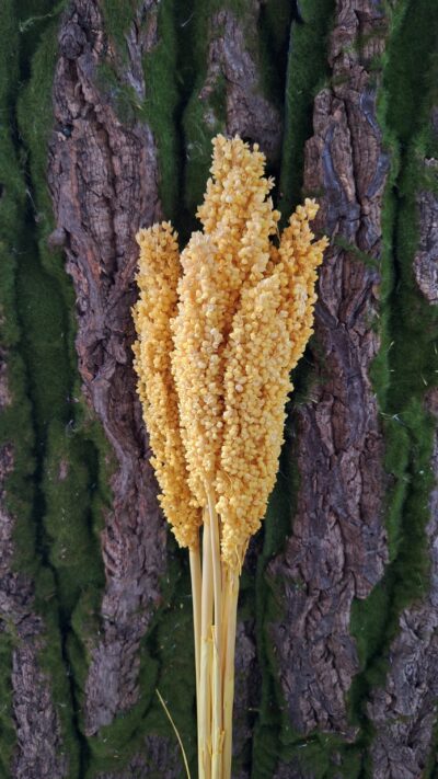 SORGO GIALLO