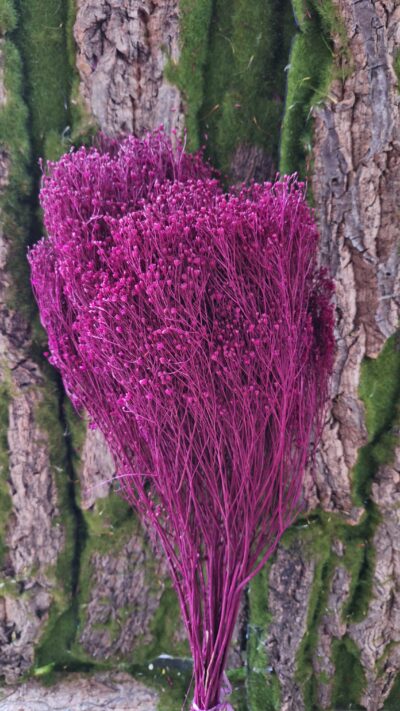BROOM BLOOM ERIKA
