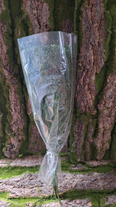 BROOM BLOOM VERDE FOGLIA