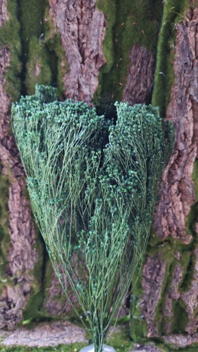BROOM BLOOM VERDE FOGLIA