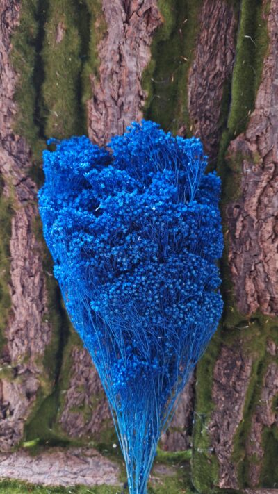 BROOM BLOOM AZURRO