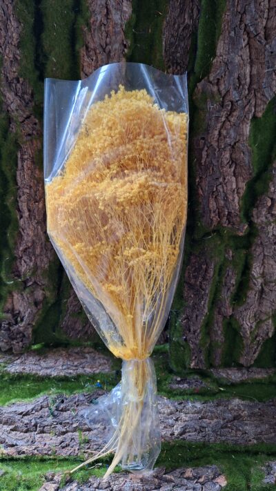 BROOM BLOOM GIALO