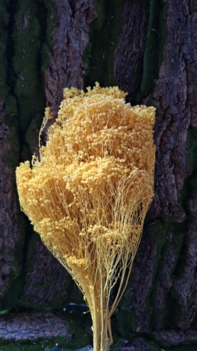 BROOM BLOOM GIALO