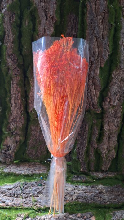 BROOM BLOOM ARANCIO