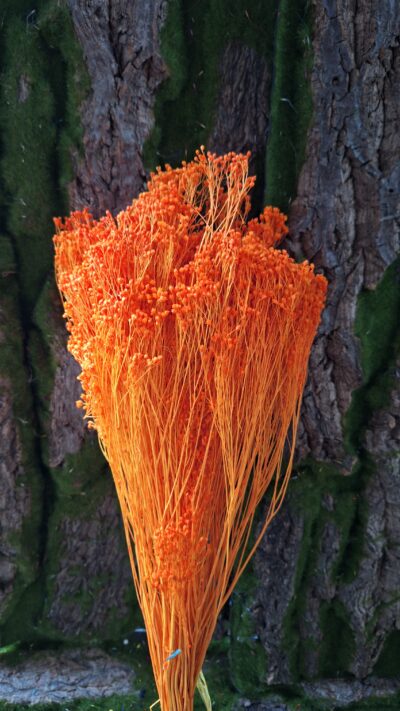 BROOM BLOOM ARANCIO