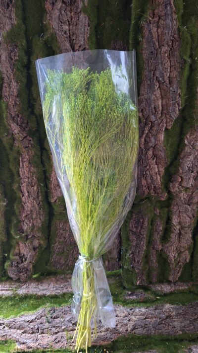 BROOM BLOOM VERDE CHIARO
