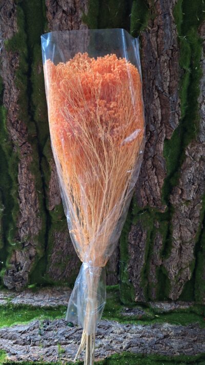 BROOM BLOOM SALMONE