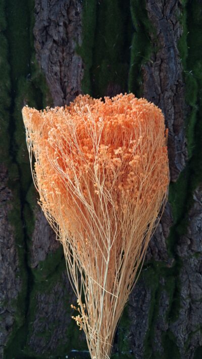 BROOM BLOOM SALMONE