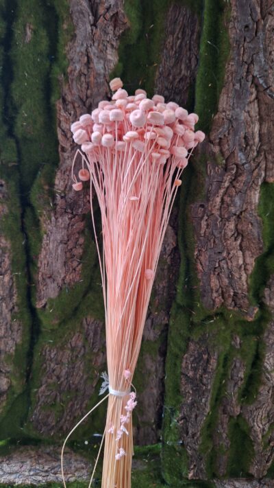 BOTAO ROSA