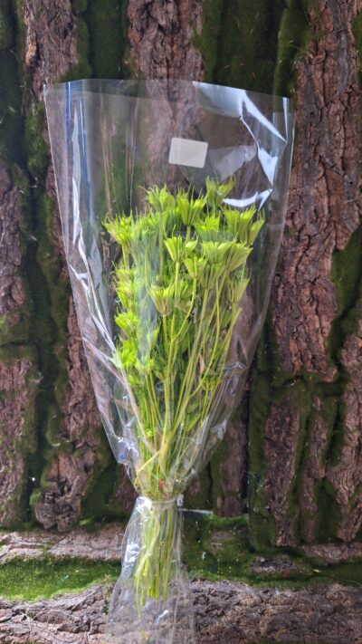 NIGELLA ORIENTALIS VERDE CHIARO