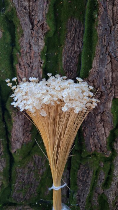 GLIXIA TEMPORANA  BIANCO