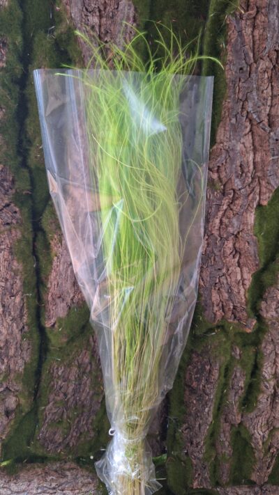 STIPA PENNATA VERDE CHIARO