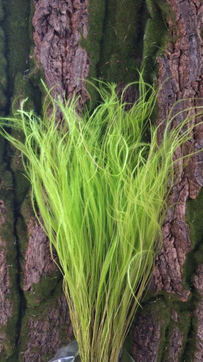 STIPA PENNATA VERDE CHIARO