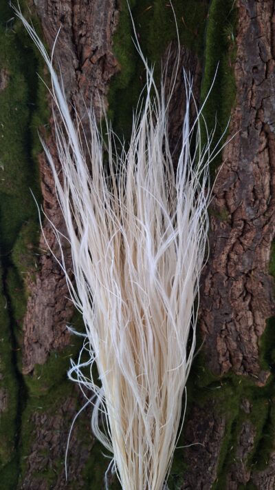 STIPA PENNATA BIANCO