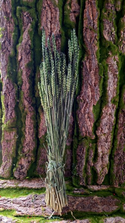 SPICE GRAU VERDE FOGLIA