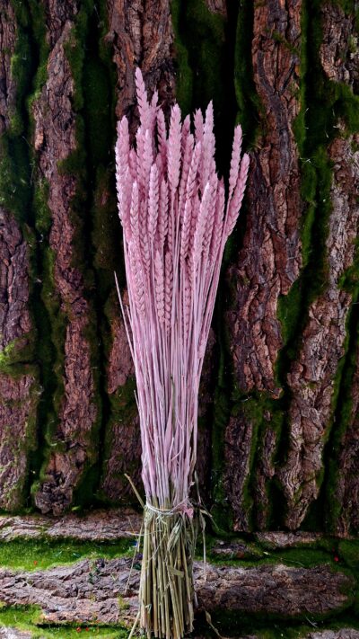 SPICE GRAU ROSA