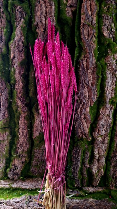 SPICE GRAU FUXIA