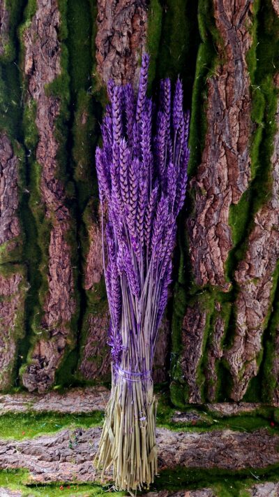 SPICE GRAU VIOLET