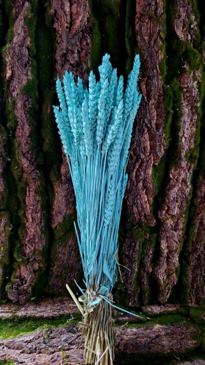 SPICE GRAU AZURRO