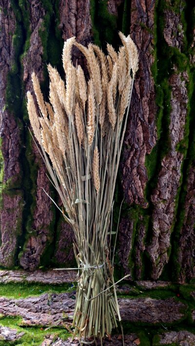 SPICE GRAU NATUR