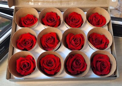 ROSEAMOR M RED-02