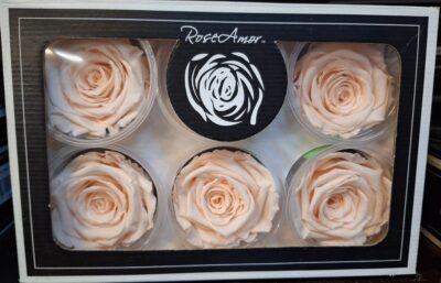 RoseAmor XL PEA-89