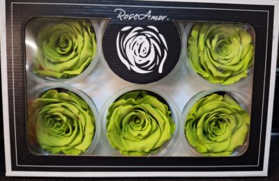 RoseAmor XL GRE-07