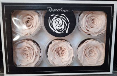 RoseAmor XL PIN-79