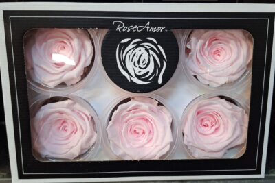 RoseAmor XL PIN-99