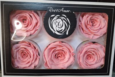 RoseAmor XL PIN-06