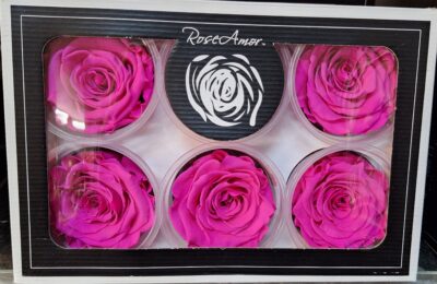 RoseAmor XL PIN-07