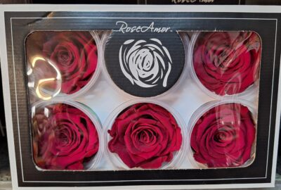 RoseAmor XL PIN-05