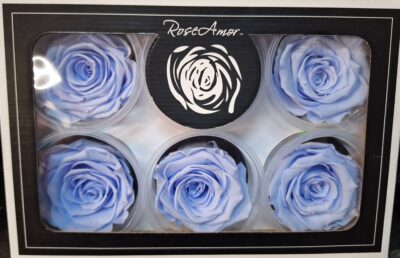 RoseAmor XL VIO-89