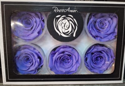 RoseAmor XL VIO-01