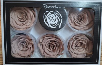 RoseAmor XL CHO-89
