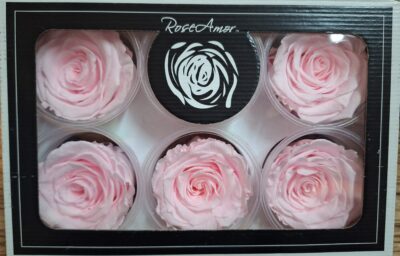 RoseAmor XL PIN-99