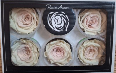 RoseAmor XL BIC-23