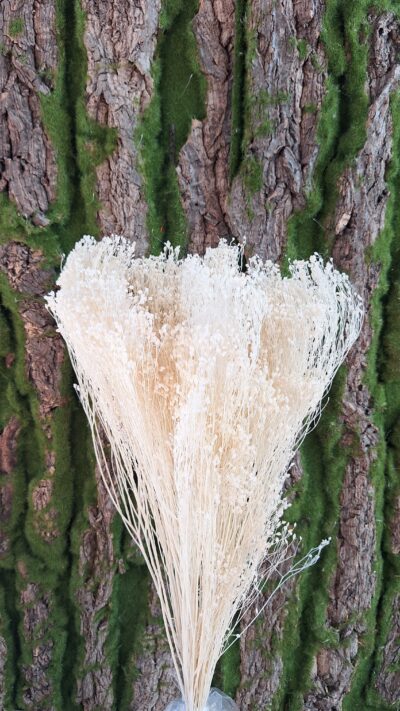 BROOM BLOOM BIANCO