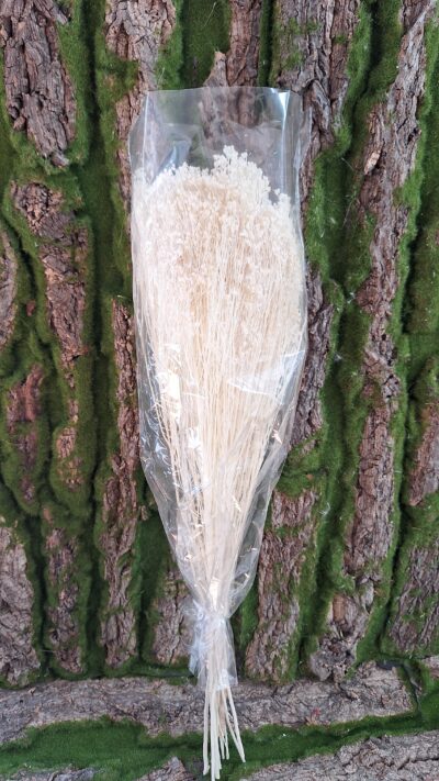 BROOM BLOOM BIANCO