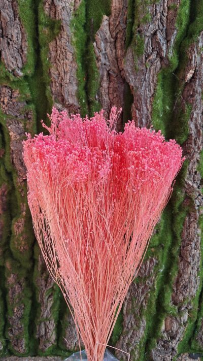 BROOM BLOOM ROSA