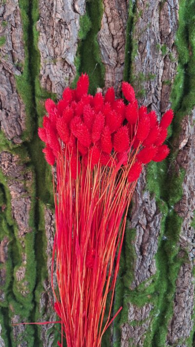 PHALARIS ROSSO