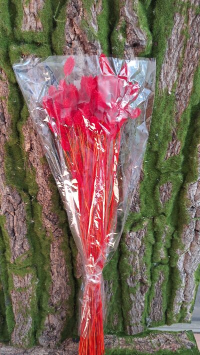 PHALARIS ROSSO